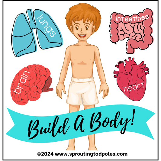 Build-A-Body Large Size Body & Organs