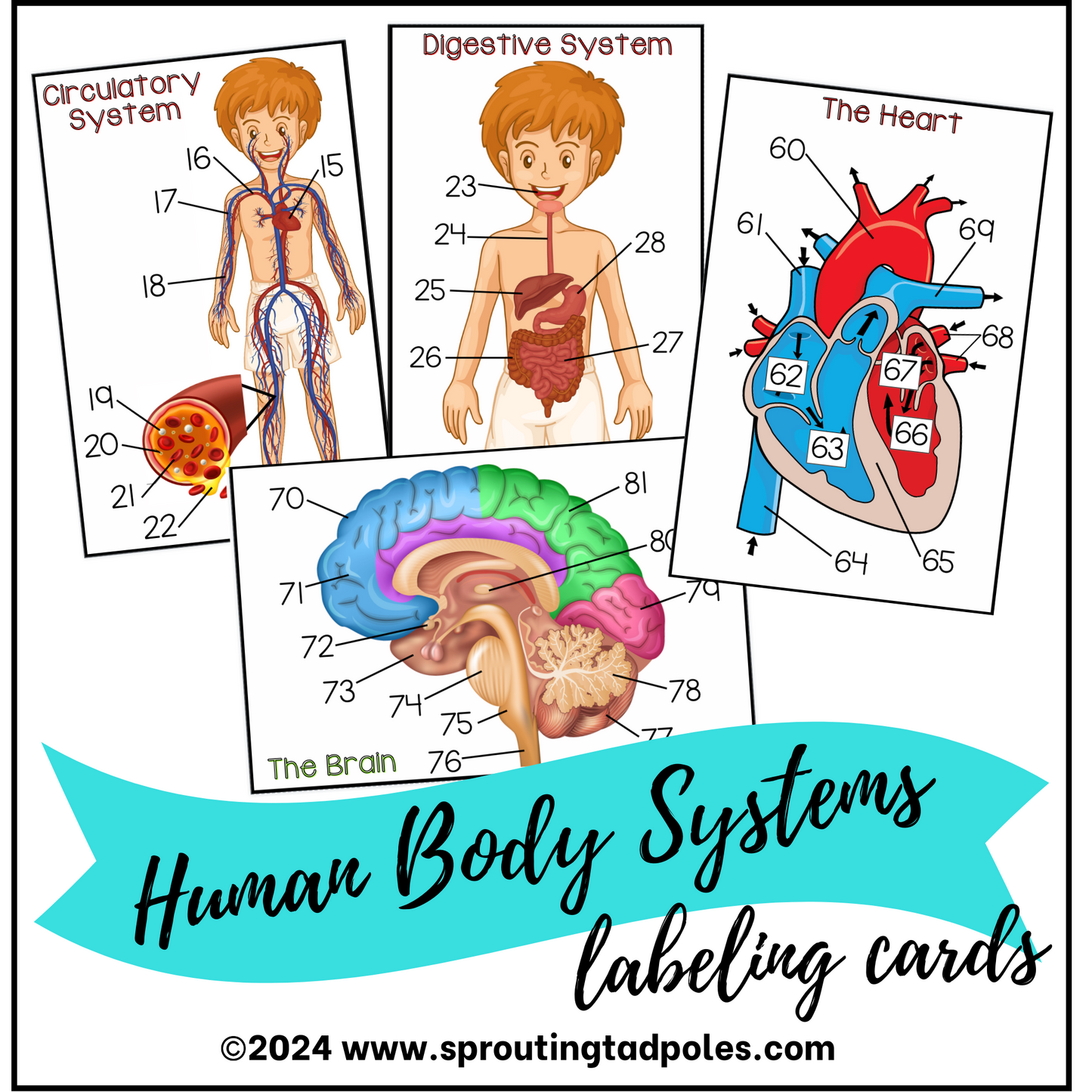 Body Systems Labeling Cards - PHYSICAL & DIGITAL VERSION