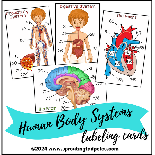 Body Systems Labeling Cards - PHYSICAL & DIGITAL VERSION