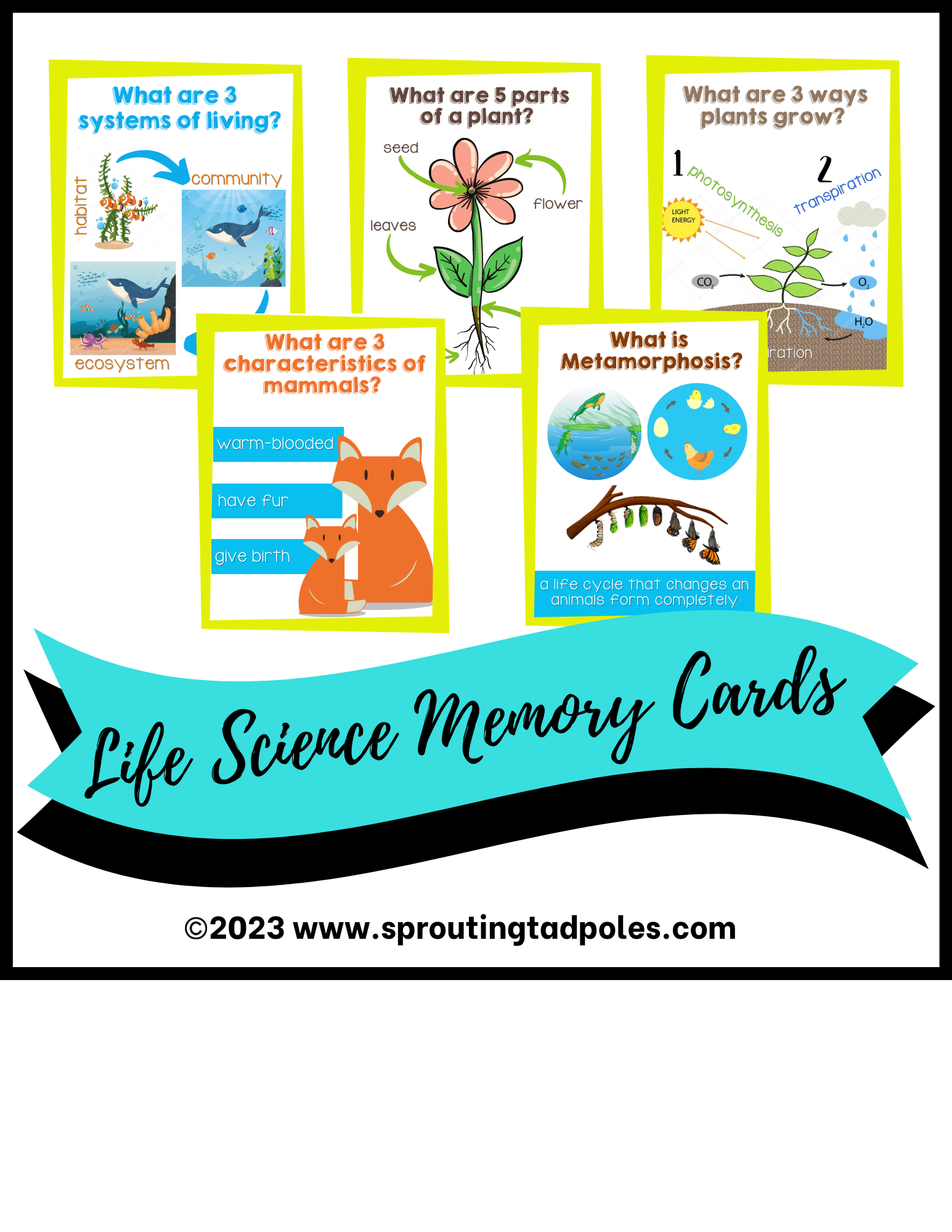 life-science-memory-work-cards-sprouting-tadpoles