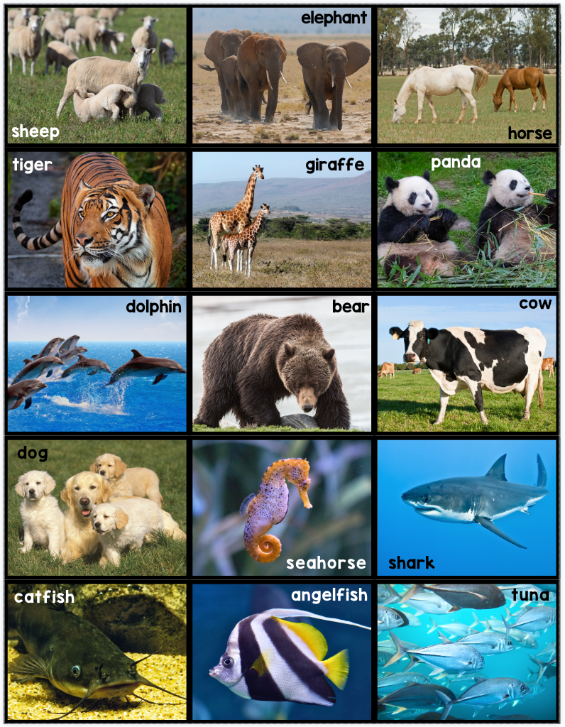 Animal Kingdom Classification Activity