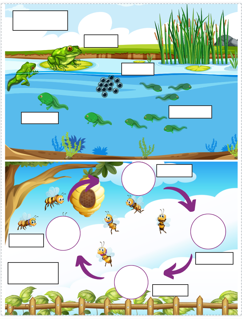 Animal Life Cycles Activity Game
