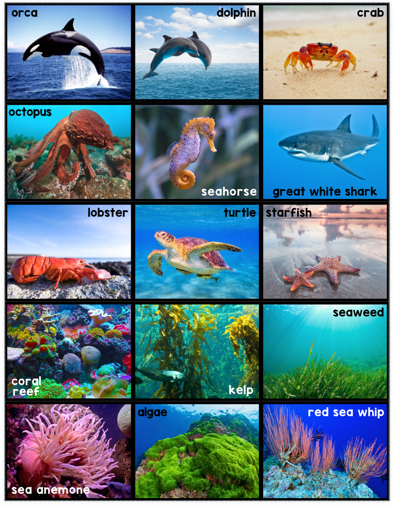 Where Do I live? Animal Habitat Sorting Activity