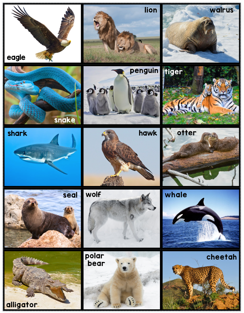 What Do I Eat? Herbivore, Omnivore, Carnivore Sorting - PHYSICAL & DIGITAL VERSION