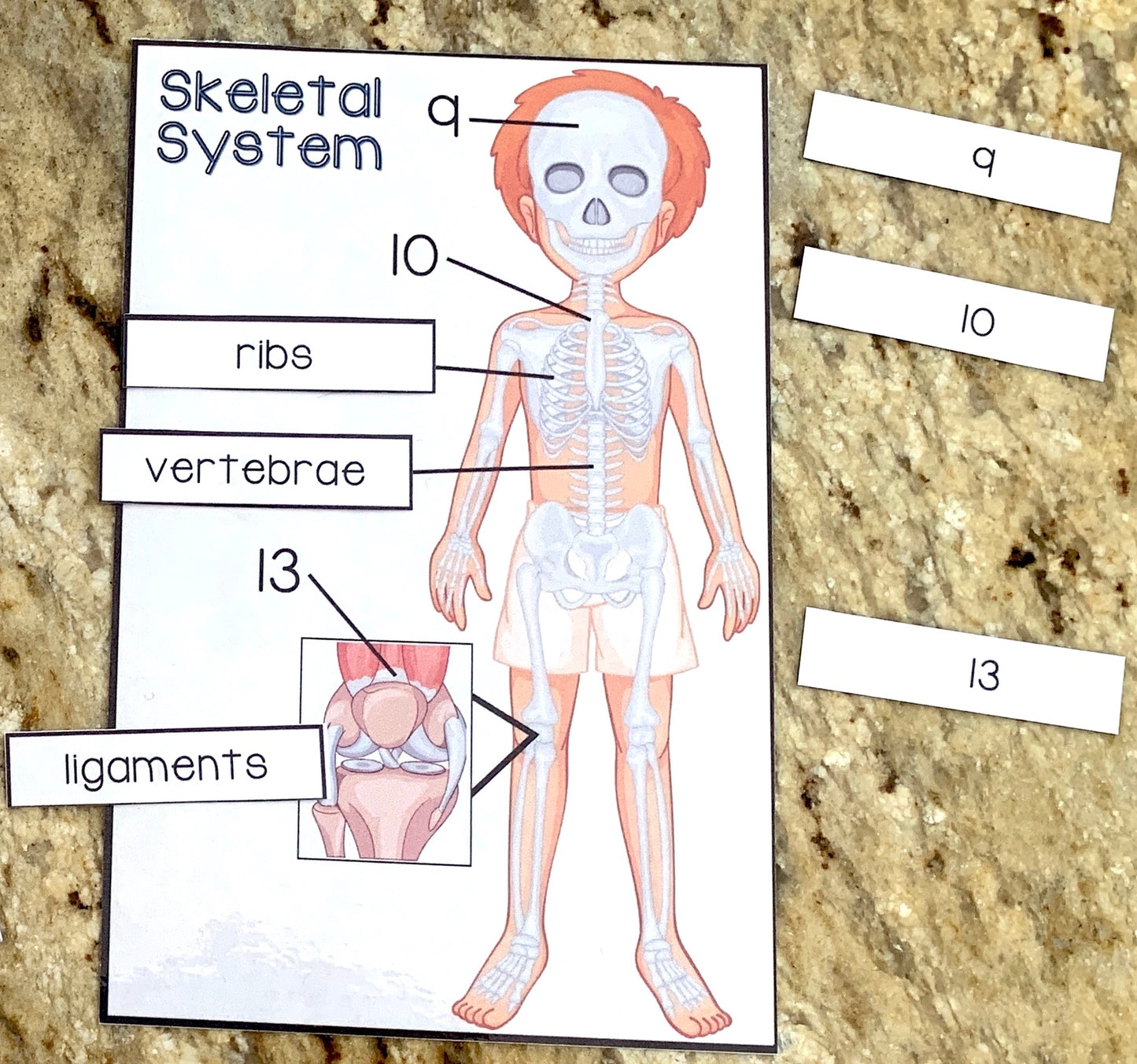 Body Systems Labeling Cards - PHYSICAL & DIGITAL VERSION