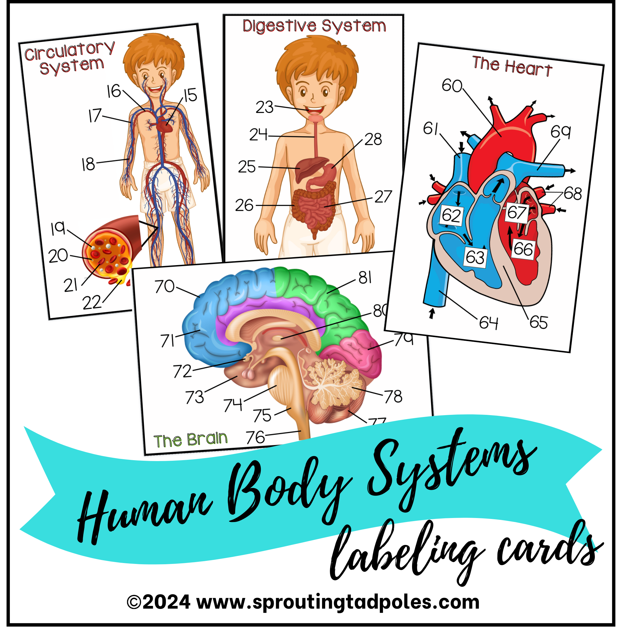Push Body Labeling Body Systems Labeling Cards - PHYSICAL & DIGITAL VERSION – Sprouting ...