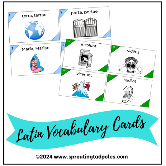 Latin Vocabulary Terms Flashcards