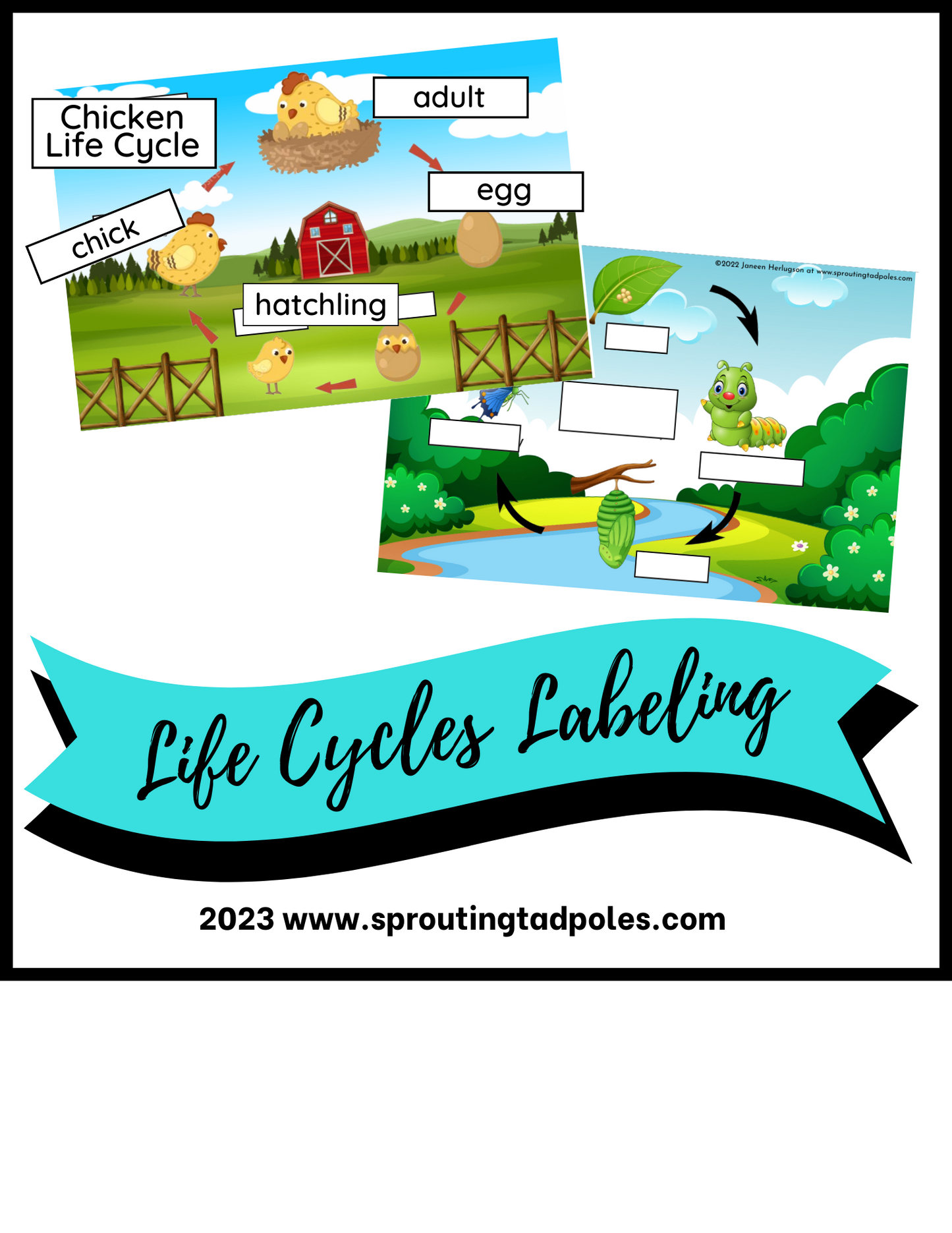 Life Cycles of Animals Game
