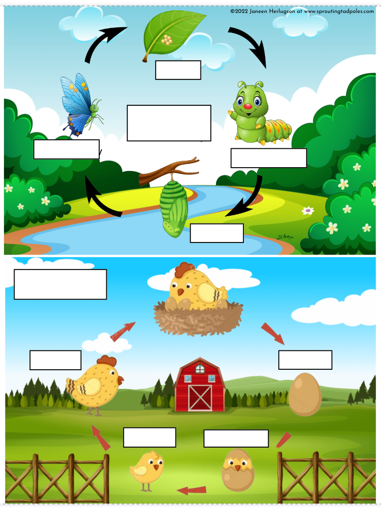 Life Cycles of Animals Game