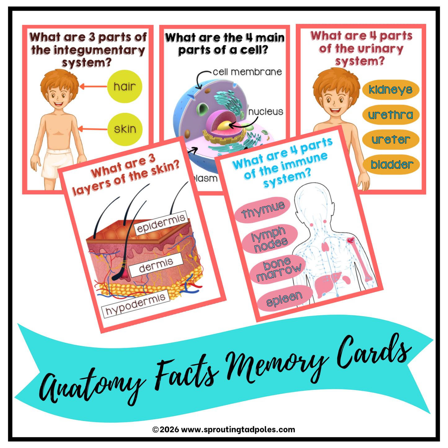 Anatomy Science Facts Memory Cards