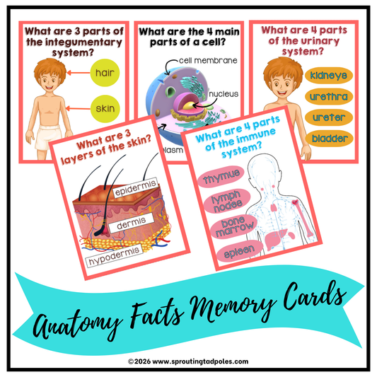 Anatomy Science Facts Memory Cards