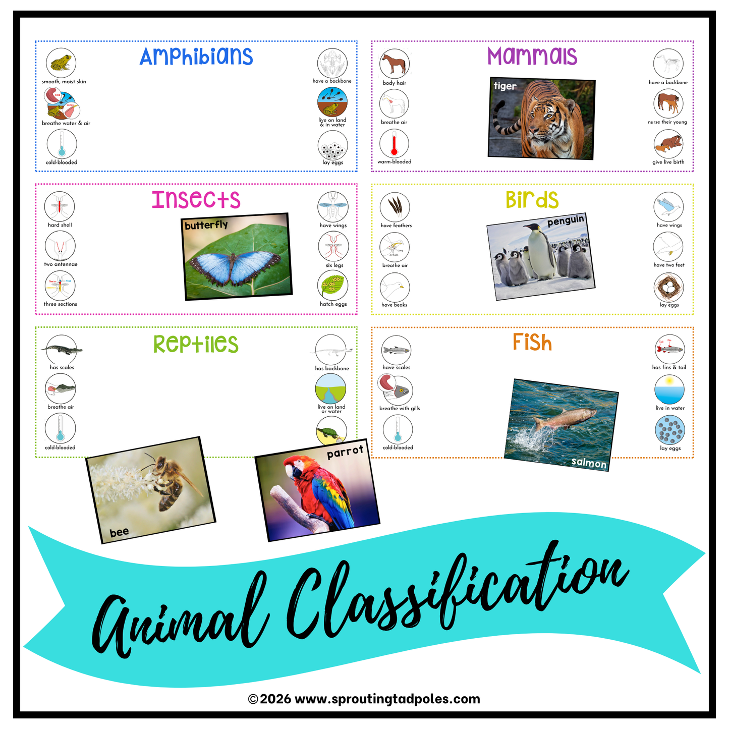 Animal Kingdom Classification Activity