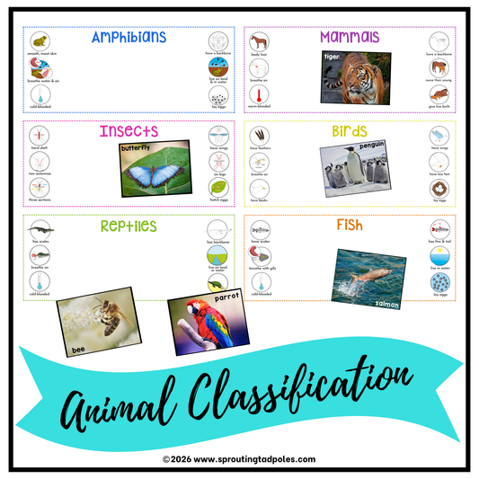 Animal Kingdom Classification Activity