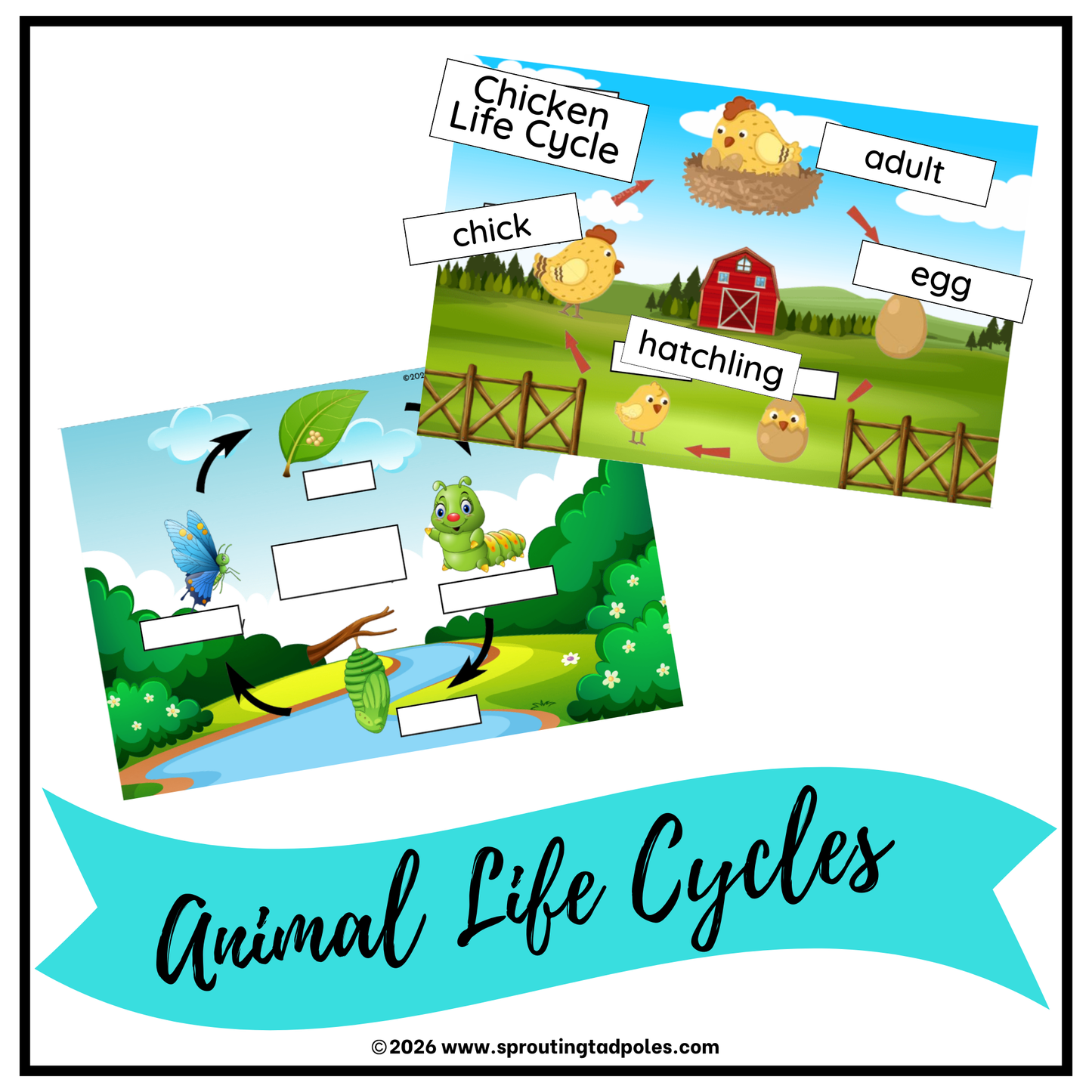 Animal Life Cycles Activity