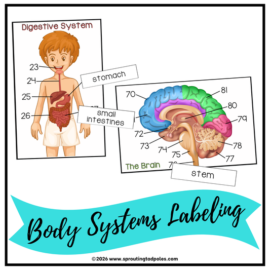 Body Systems Labeling Cards