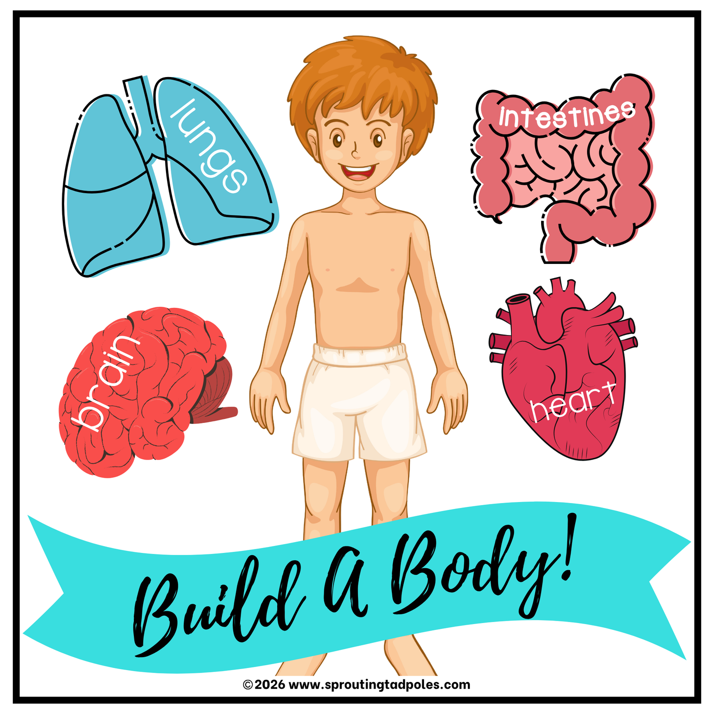 Build a Body Anatomy Activity