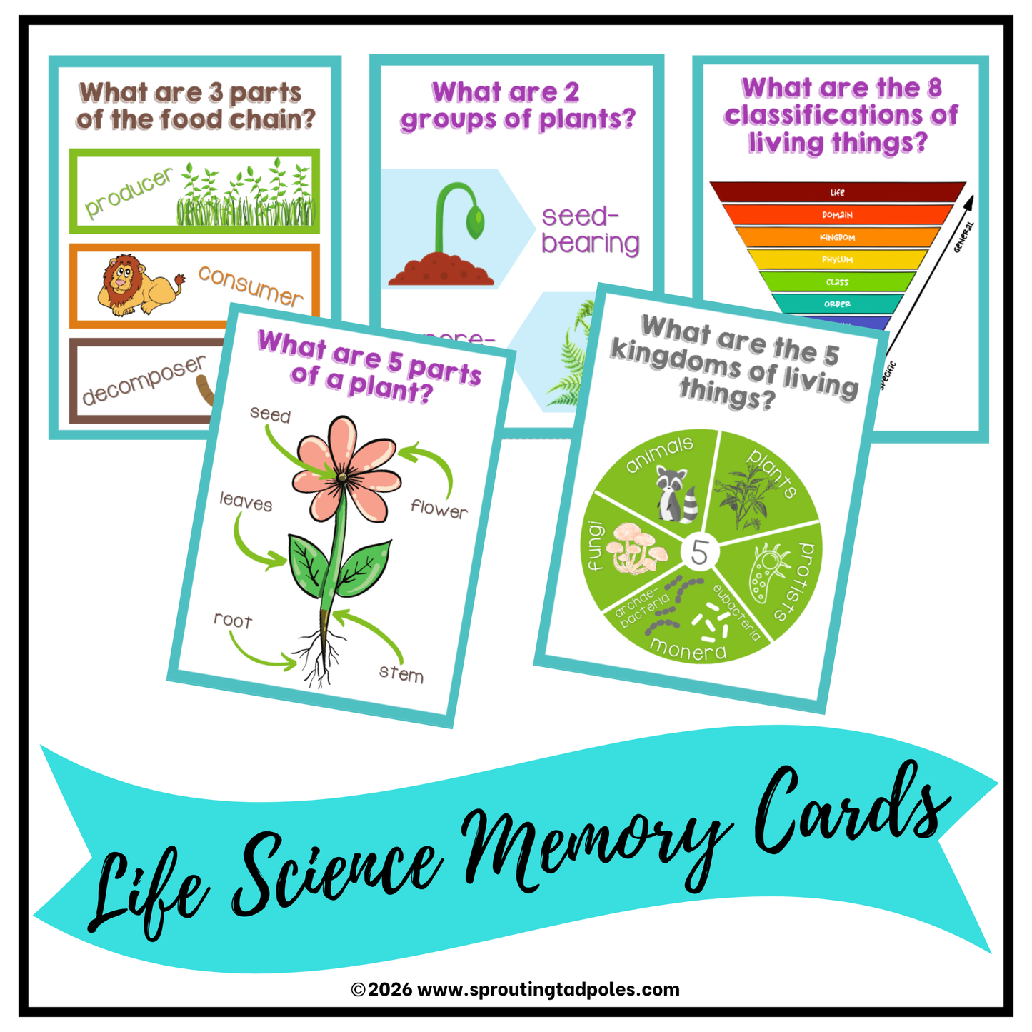 Life Science Facts Memory Cards
