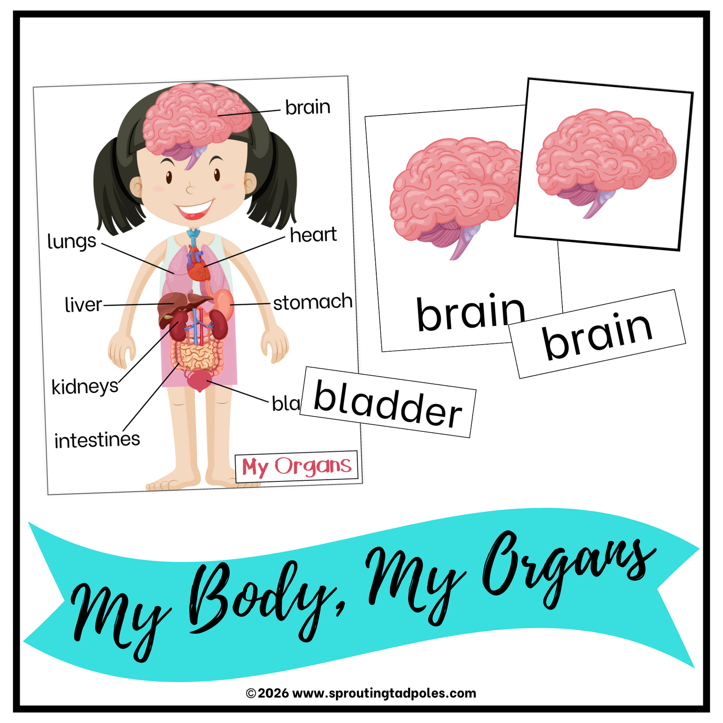 My Body, My Organs Activity