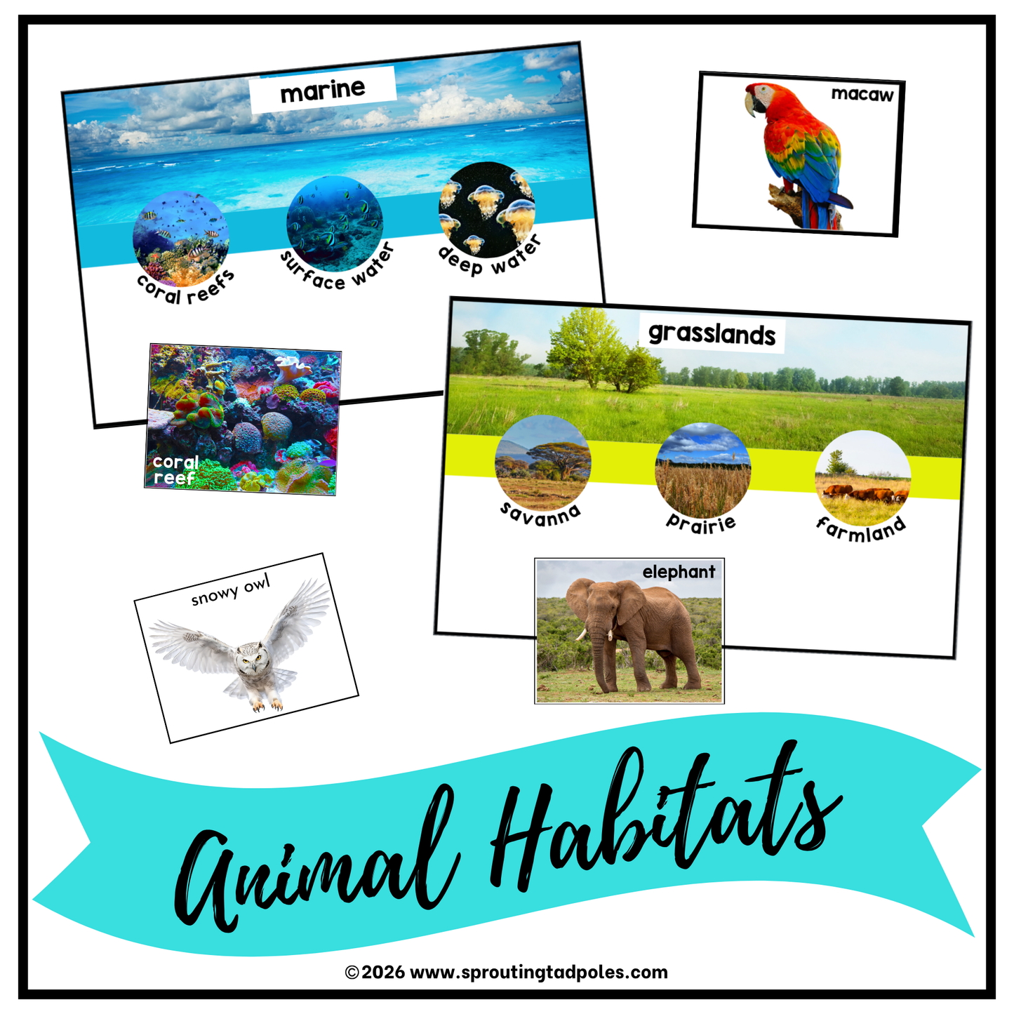 Where Do I live? Animal Habitats Activity
