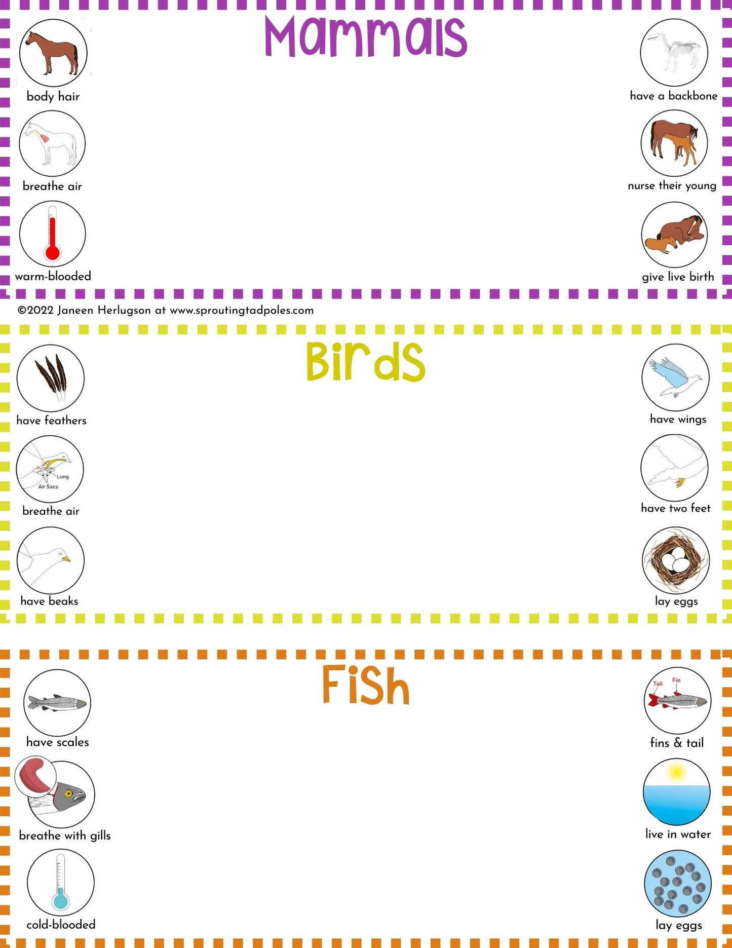 Animal Kingdom Classification Activity